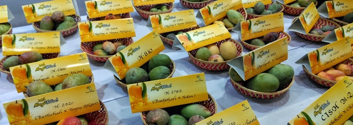 Mango Festival, festival in delhi