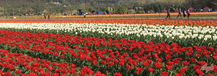 Tulip Festival in jammu & kashmir