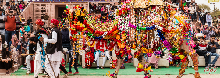 camel festival in rajasthan