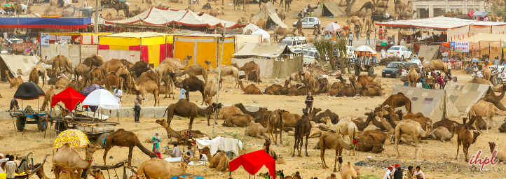 Pushkar Fair 2023 | Camel Fair in Pushkar | Pushkar Mela