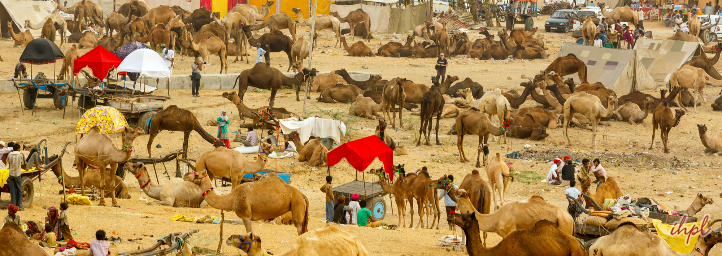 Nagaur Cattle Fair in Nagaur, Rajasthan | Updated Information