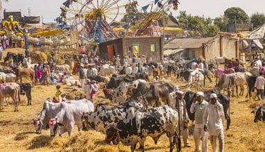 belgada-mela-simaria 