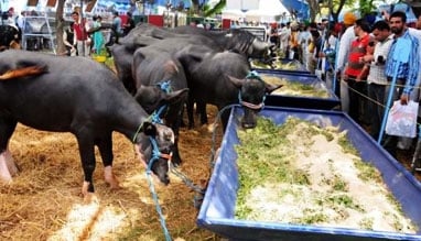  kolhaiya-mela-chatra