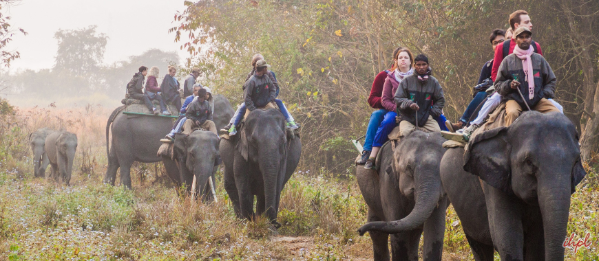 Kaziranga nataional park in Assam