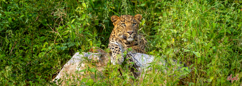 Sariska Tiger Reservein Rajasthan