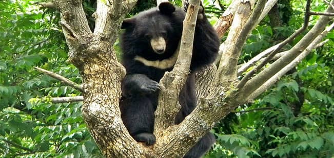 asian black bear dachigam national park