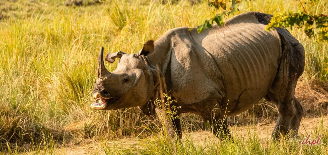 rhinoceros  in dudhwa national park