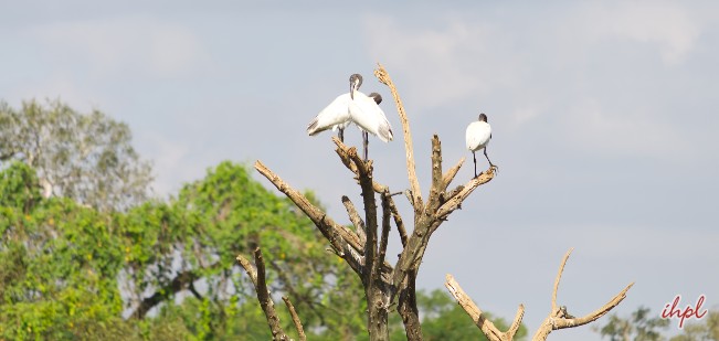 Gudavi Bird Sanctuary Bird Sanctuaries In Karnataka Ihpl