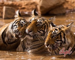 Fauna in Ranthambore National Park | Indian Holiday