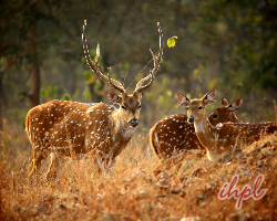 Fauna in Pench National Park | Indian Holiday