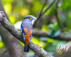 Fauna In Kaziranga National Park Animals In Kaziranga National Park Assam