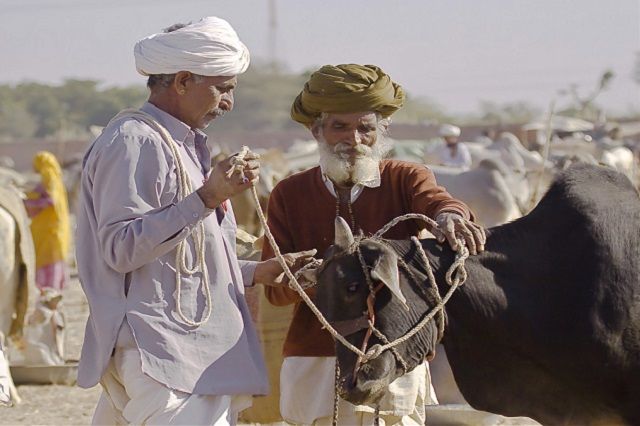 Nagaur Cattle Fair in Jodhpur
