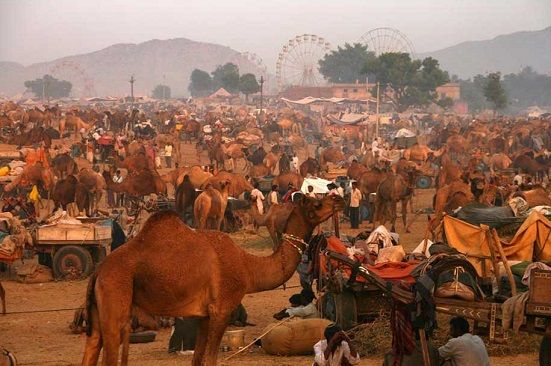 Pushkar Camel Fair