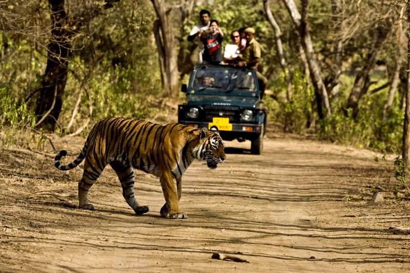 Jim Corbett Tiger National Park
