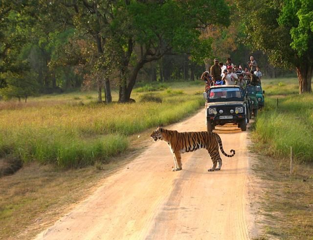 jeep -safari- in- kanha national -park