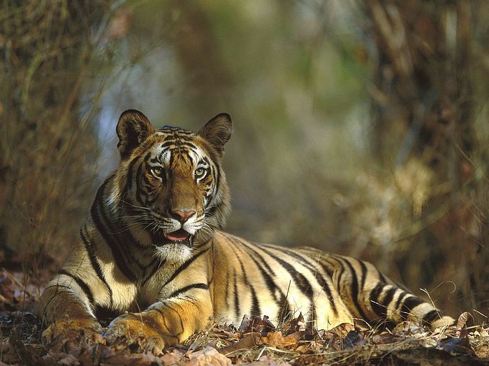 Bengal-Tiger-Resting-Bandhavgarh