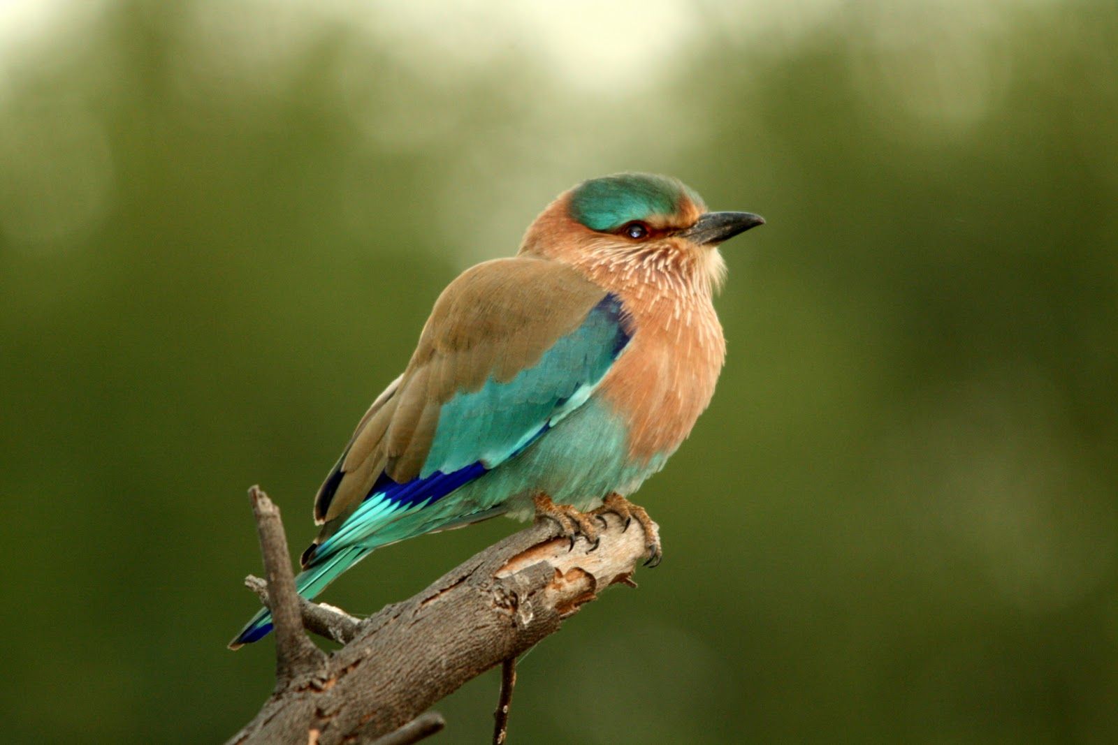 Bharatpur Bird Sanctuary
