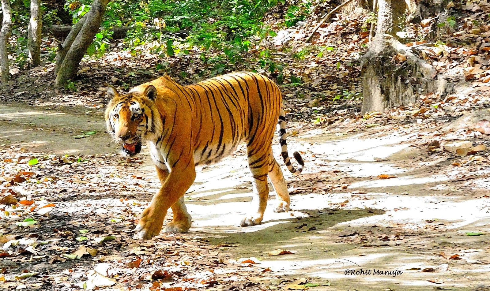 Corbett National Park