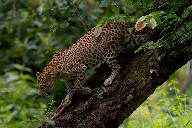 Bandipur National Park