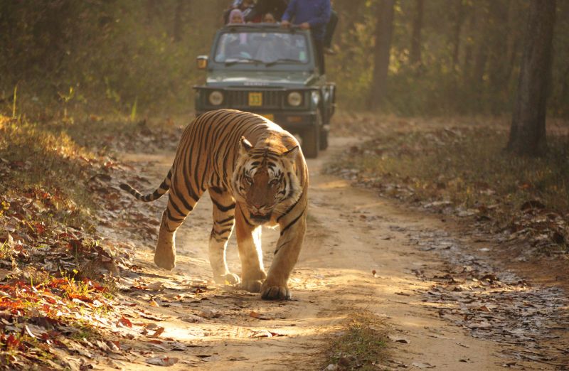 jungle-safari-at-kanha-national-park