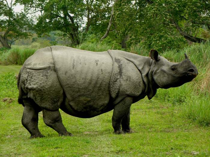 Kaziranga National Park