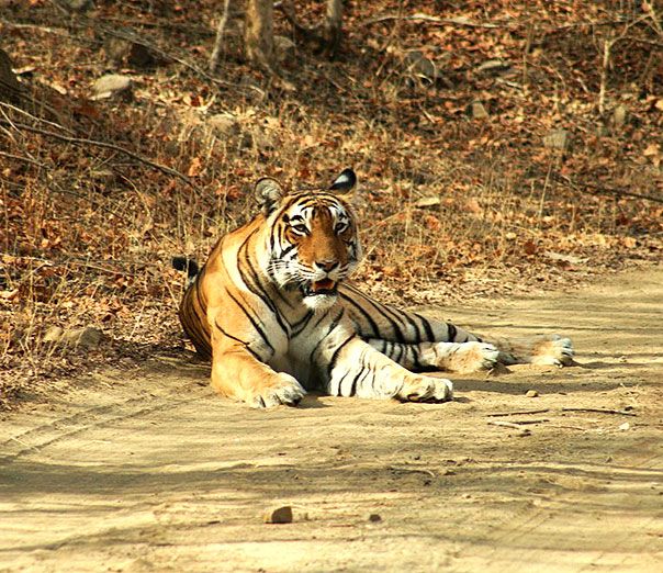 Ranthambore National Park