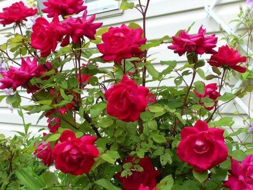 Rose-Garden-Ooty