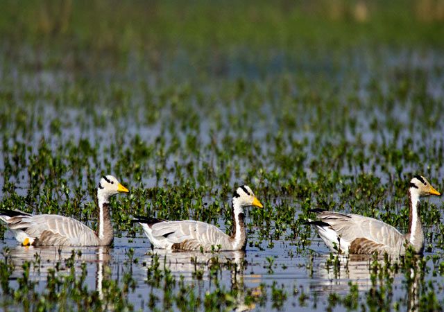 Bahartpur Bird Sanctury
