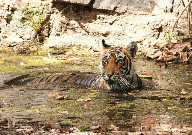 Sariska National Park