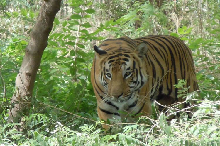 jim-corbett-national-tiger-reserve3