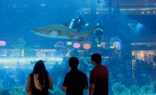Diving Dubai