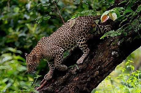 bandipur national park