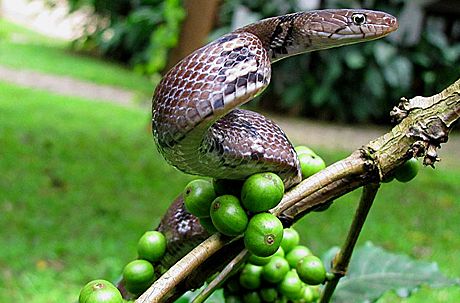 Coorg