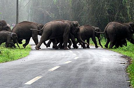 wayanad wildlife sanctuary
