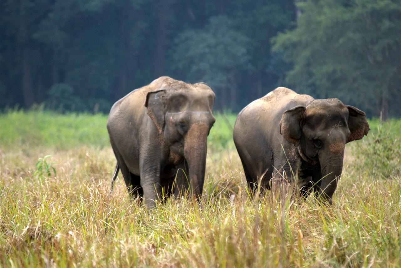 Jim Corbett National Park 
