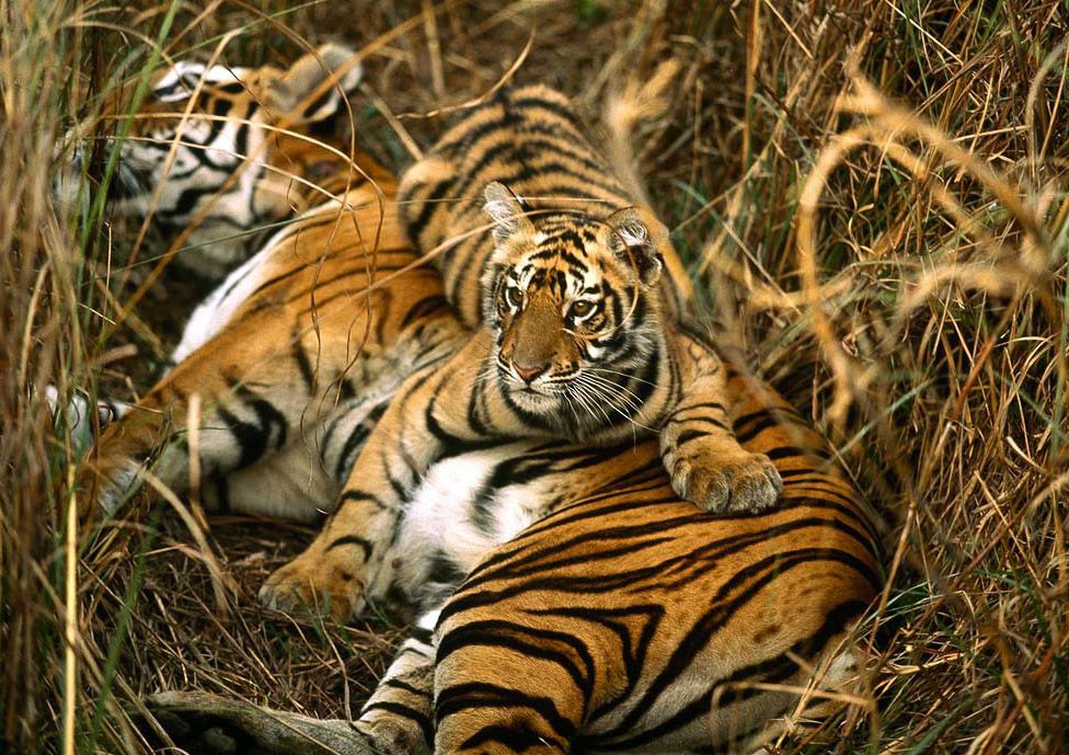 Sunderbans National Park