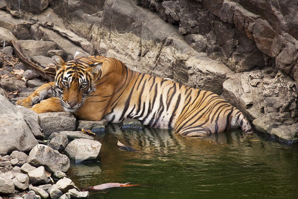 Sunderbans National Park