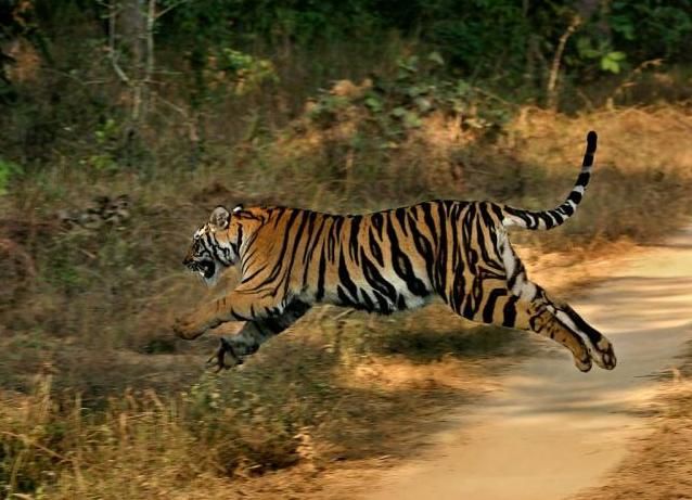 tiger-leap
