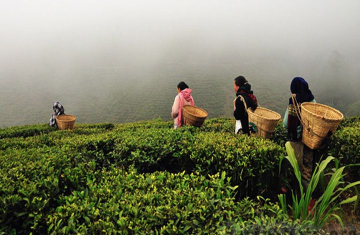Darjeeling 