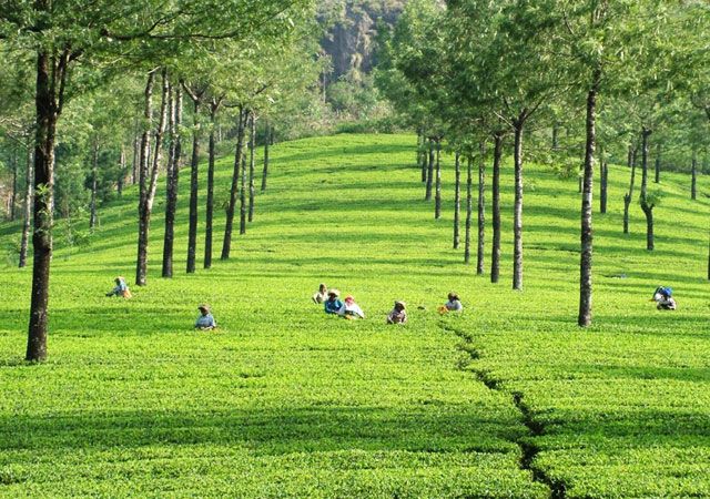 Tea-Estates-in-Munnar