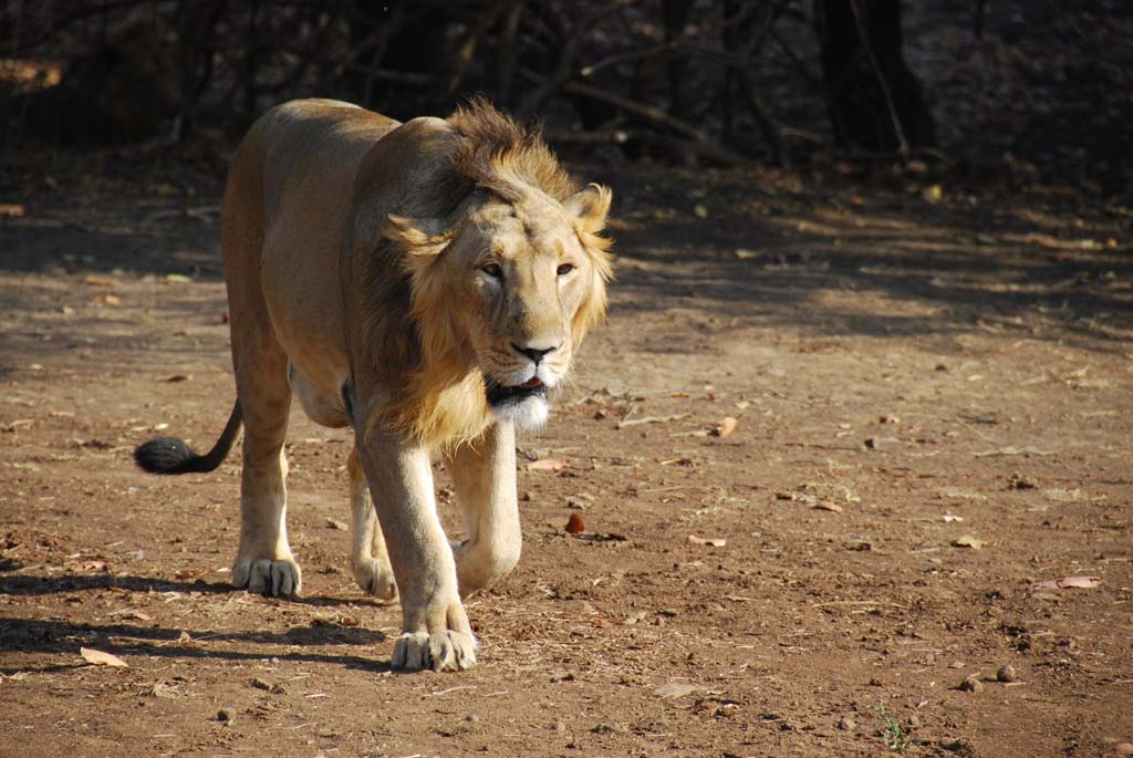 Asiatic Lion, Gir National Park