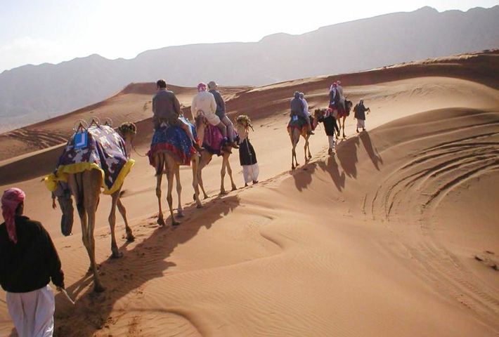 Camel Safari