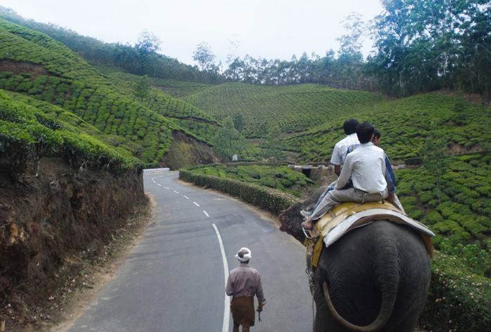 Elephant Safari in Munnar