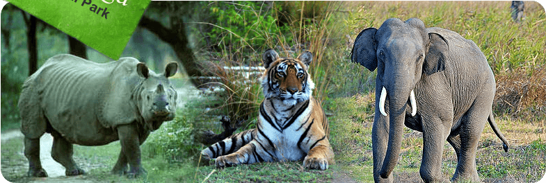 Kaziranga National Park