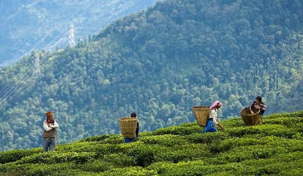 Temi Tea Garden in Ravangla