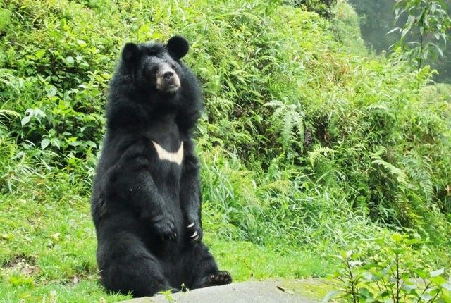 Great Himalayan National Park, Kullu