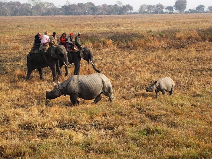 Kaziranga - best places to visit in November