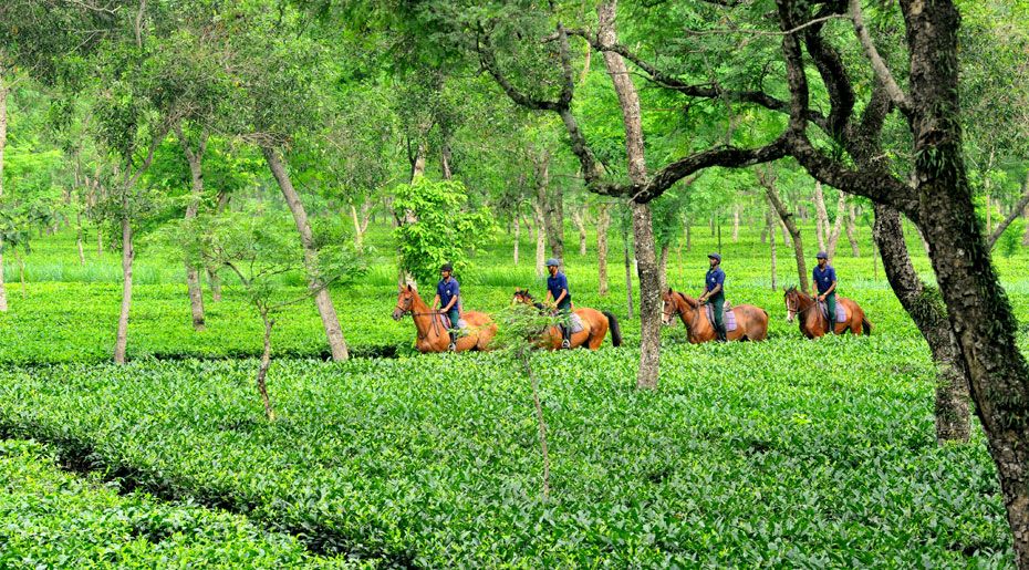 Tea Tourism in Assam
