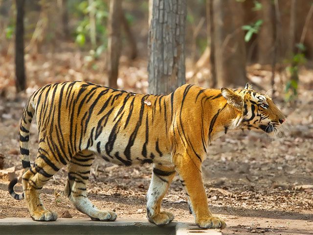 tiger-at-Manas-National-Park