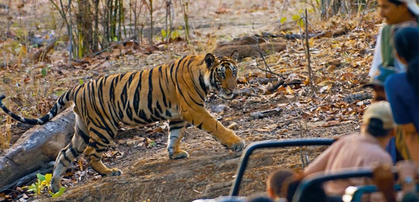 20 Top National Parks in India in 2026